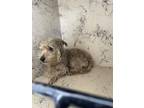 Adopt SAMSON a Yorkshire Terrier, Mixed Breed