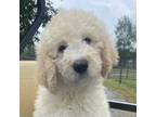 Mutt Puppy for sale in Trenton, GA, USA