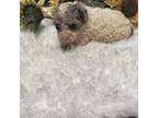 Poodle (Toy) Puppy for sale in Elgin, SC, USA