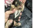 Pekingese Puppy for sale in Elgin, SC, USA