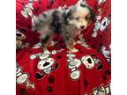 Miniature Australian Shepherd Puppy for sale in Polk City, FL, USA
