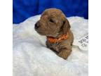 Mutt Puppy for sale in Creston, IA, USA