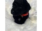 Mutt Puppy for sale in Creston, IA, USA