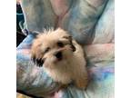 Shih-Poo Puppy for sale in Clio, MI, USA