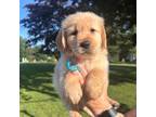 Golden Retriever Puppy for sale in Damascus, MD, USA