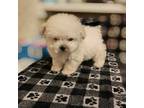 Poodle (Toy) Puppy for sale in New Braunfels, TX, USA