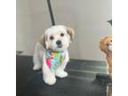 Shih Tzu Puppy for sale in Columbus, OH, USA