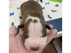 Adopt Bonzai a American Staffordshire Terrier