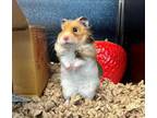 Adopt HAMILTON a Hamster