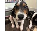 Adopt Winston a Beagle, Jack Russell Terrier
