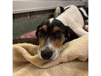 Adopt Scout a Beagle, Jack Russell Terrier