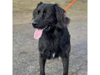 Adopt Beethoven a Flat-Coated Retriever, Mixed Breed