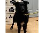 Adopt Ripley a Border Collie, Mixed Breed