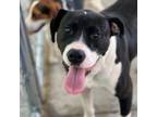 Adopt Caruso - Stray Hold 5/29 a Mixed Breed