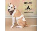 Adopt Rascal a Pit Bull Terrier
