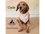 Adopt Clyde a Basset Hound