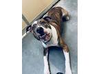 Adopt Dutch a Pit Bull Terrier, Mixed Breed
