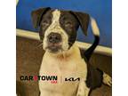 Adopt Carl a Labrador Retriever / Mixed dog in Lexington, KY (41555640)