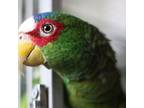 Adopt Addison a Amazon bird in Elizabeth, CO (41560330)