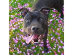 Adopt Bella a American Pit Bull Terrier / Mixed dog in Golden, CO (41560312)