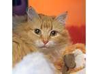 Adopt Sushi a Domestic Longhair / Mixed cat in Golden, CO (41560310)