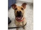 Adopt Suzy a Shar Pei / Mixed dog in Golden, CO (41560309)