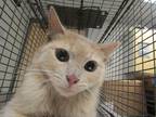 Adopt Rasper a Domestic Shorthair / Mixed cat in Raleigh, NC (41560271)
