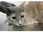 Adopt Goxya a Domestic Shorthair / Mixed cat in Raleigh, NC (41560269)