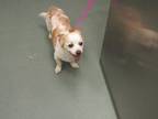 Adopt Spud a Terrier (Unknown Type, Small) / Mixed dog in Raleigh, NC (41560268)