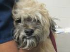 Adopt Claud a Westie, West Highland White Terrier / Mixed dog in Raleigh