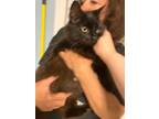 Adopt Betty Anne a Black (Mostly) Domestic Longhair (long coat) cat in