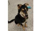 Adopt Lazzy a Siberian Husky / Shepherd (Unknown Type) / Mixed dog in Golden