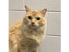 Adopt Jade a Domestic Longhair / Mixed cat in Golden, CO (41560304)