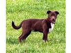 Adopt Cher a Tan/Yellow/Fawn Labrador Retriever / Mixed dog in Aurora