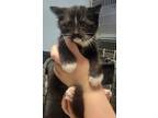 Adopt Becks a Black & White or Tuxedo Domestic Shorthair (short coat) cat in