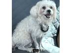 Adopt Ollie a White Maltipoo / Mixed dog in Pt orange, FL (41560193)