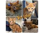Adopt Scotchie a Orange or Red Tabby Domestic Shorthair (short coat) cat in