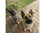 Adopt Gracie a Black - with Tan, Yellow or Fawn German Shepherd Dog / Mixed dog