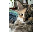 Adopt Esti a Calico or Dilute Calico Maine Coon / Mixed (long coat) cat in