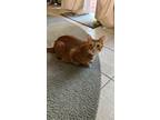 Adopt Len a Orange or Red (Mostly) Domestic Shorthair / Mixed (short coat) cat