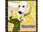 Adopt Buster a White Great Pyrenees / Mixed dog in Bogalusa, LA (41560161)