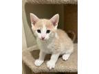 Adopt Jackson a Cream or Ivory (Mostly) Domestic Shorthair / Mixed (short coat)