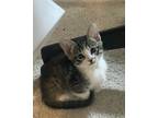 Adopt Jagger a Domestic Shorthair / Mixed (short coat) cat in Mission Viejo