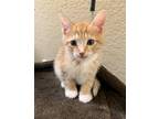 Adopt Jones a Orange or Red Domestic Shorthair / Mixed (short coat) cat in