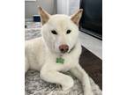 Adopt K a White Shiba Inu / Mixed dog in Post Falls, ID (41555545)