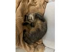 Adopt Scarlett Jo a Tortoiseshell Domestic Mediumhair / Mixed (medium coat) cat
