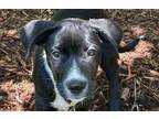 Adopt Huk a Tan/Yellow/Fawn - with Black Border Collie / German Shorthaired