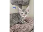 Adopt Willy (24-300) a Domestic Shorthair / Mixed cat in York County