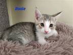 Adopt Rosie (24-298) a Domestic Shorthair / Mixed cat in York County