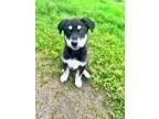 Adopt Badger a Black - with White German Shepherd Dog / Husky / Mixed dog in